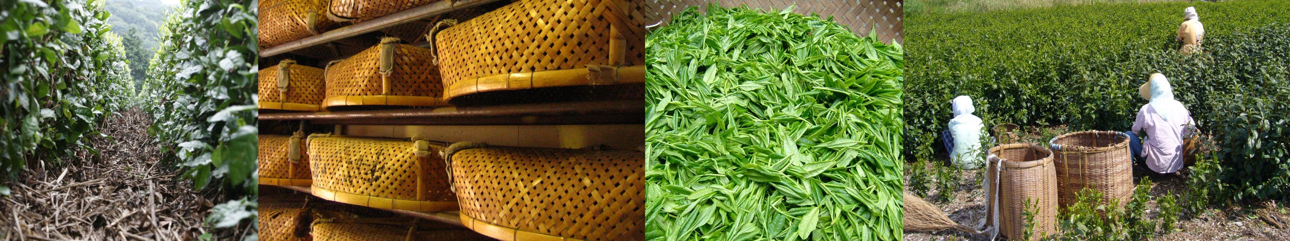 静岡の茶草場農法、農具、収穫された茶葉と農作業をする人々