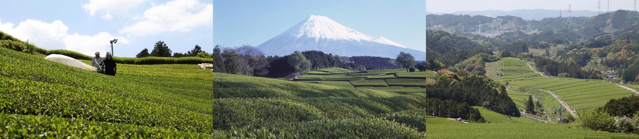 茶摘み風景と富士山と谷