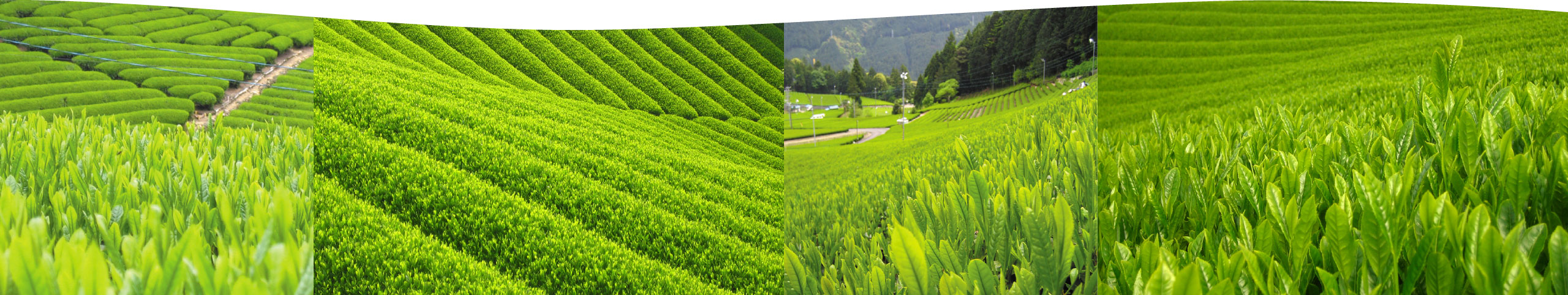 春の静岡の茶畑