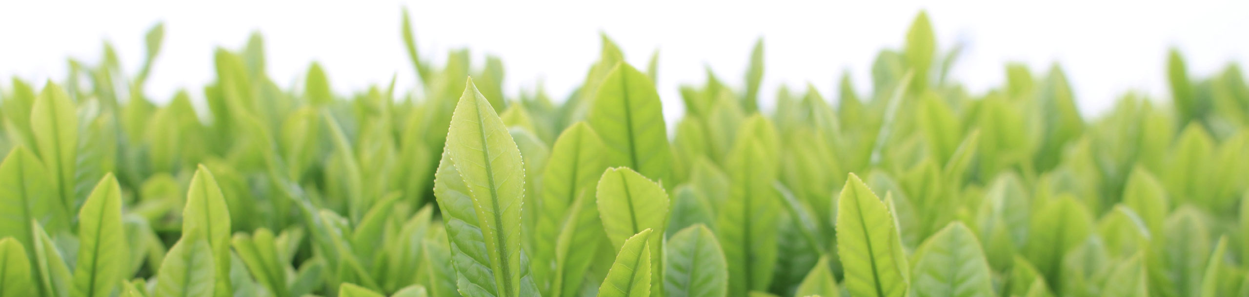 春のお茶畑で収穫を待つ新芽